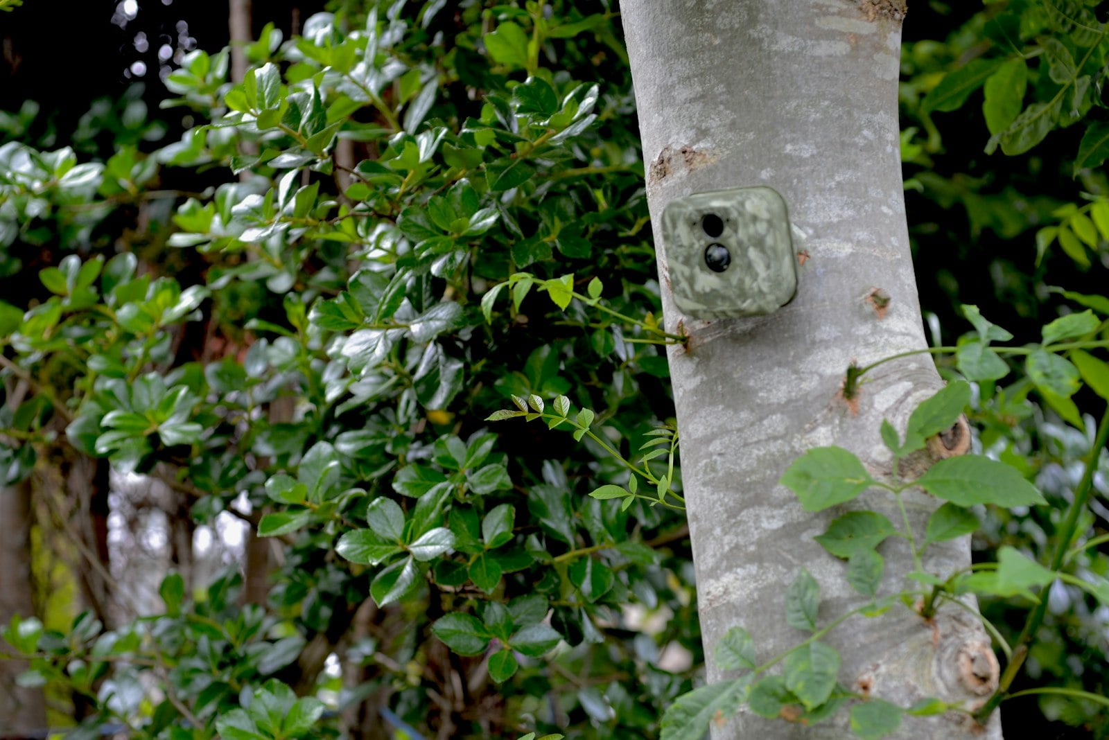 Trail camera strapped to a tree (photo: Gavin Allanwood / Unsplash)